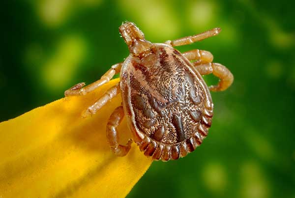 borrelia tick