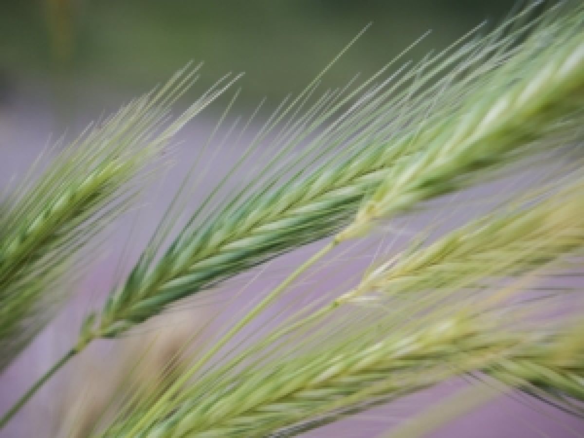 Gluten - Mer äN Bara Magont