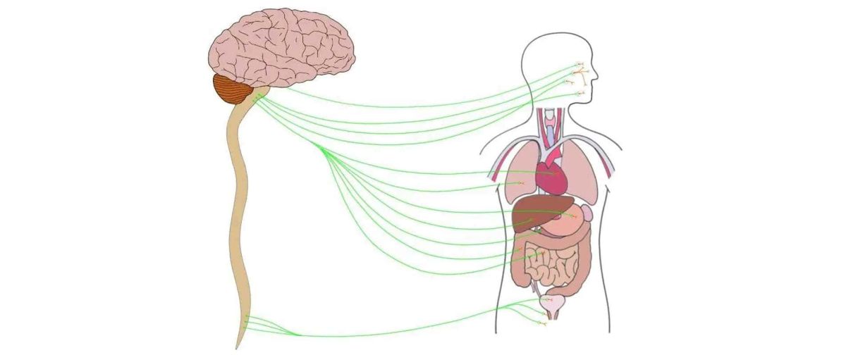 Vilka är teknikerna för att aktivera det parasympatiska nervsystemet?