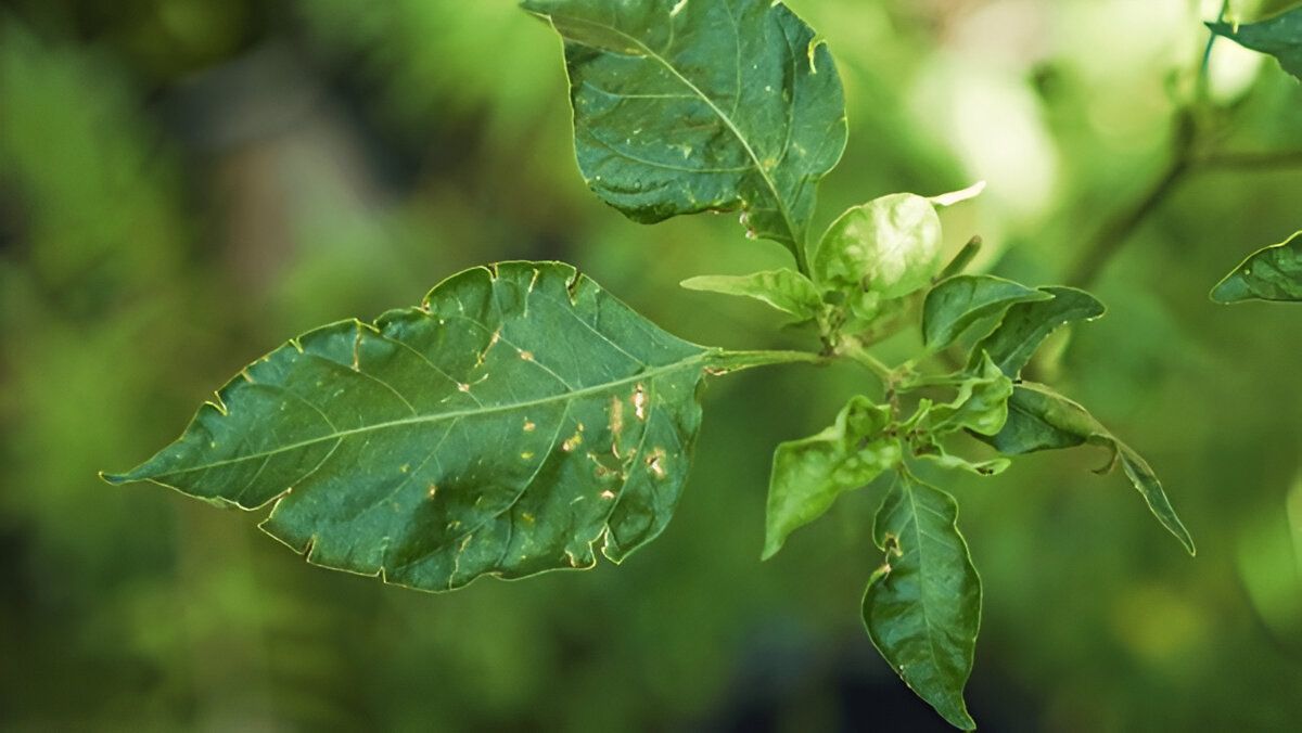 19 Varningssignaler På Att du Kan Ha Parasiter